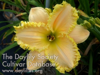 Thistle Ridge AHS image