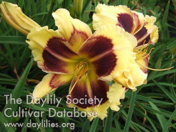 Robyn Zimmann AHS image