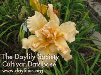 Rise and Shine with Dolores AHS image