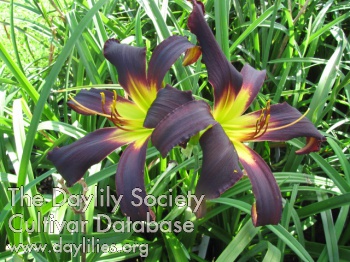 Suburban Cecil McClellan AHS image