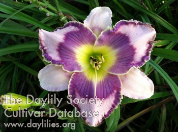 Debbie Parrella AHS image