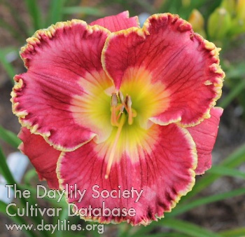 Pansy Parasols AHS image
