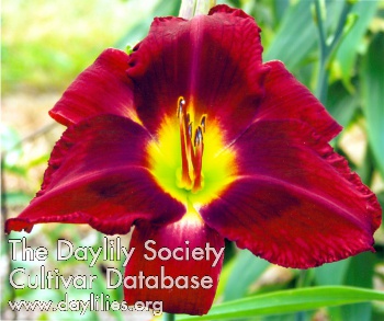 Buckeye Vintage Merlot AHS image