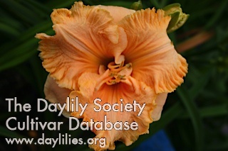 Gulf Coast Apricot Ruffles