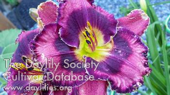 Davissimo AHS image