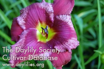 Dr Van's Lily Merlot AHS image