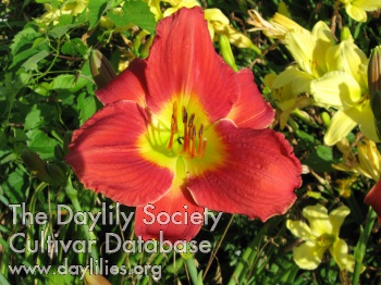 Tea Party Power AHS image