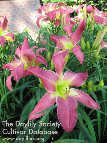 Piedmont Tickled Pink AHS image
