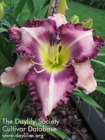 Southern Goddess AHS image