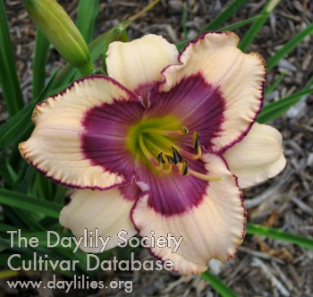 Northwood Hoosier Daddy AHS image