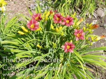 Cobbs Hill Ruby AHS image