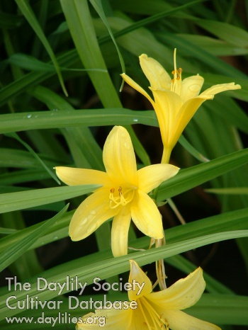 Spring Symphony Five AHS image