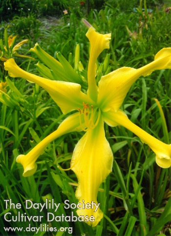 Forever Yellow AHS image
