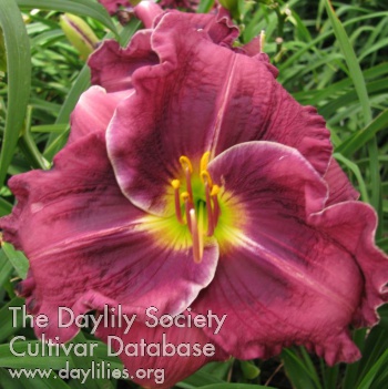 Dagwood AHS image