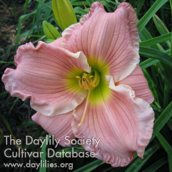 Palmetto Princess AHS image