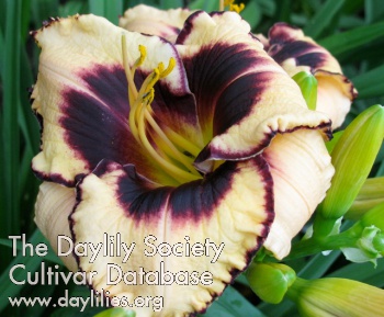 Delia AHS image