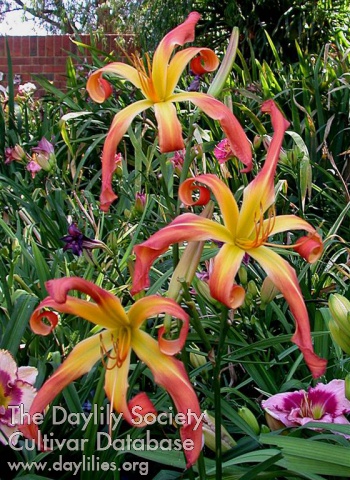 Twisted Tails AHS image