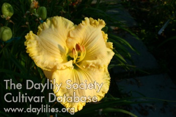 Days of Miracle and Wonder