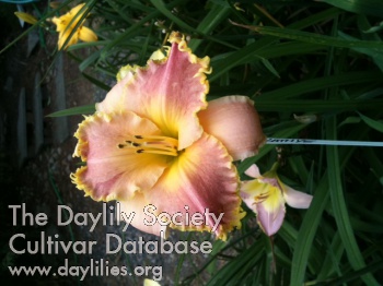 Kathye Easter's Peace AHS image