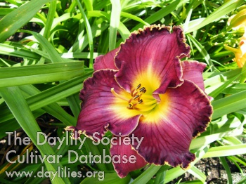 Purple Bonnet AHS image