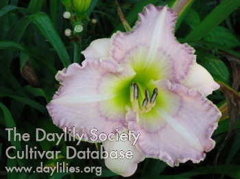Seeds of Hope AHS image