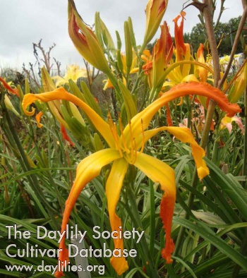 Sweet Potato Queen AHS image