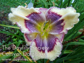 Rhapsody in Blue AHS image