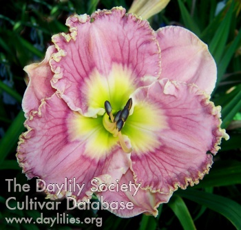 Orchid Prelude AHS image