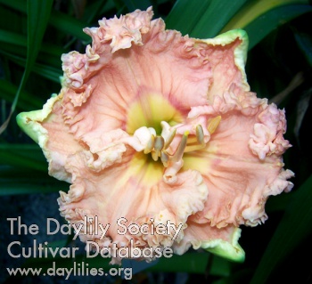 Ruffles on Ruffles AHS image