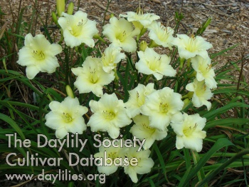 Brilliant Bouquet-2013 AHS image
