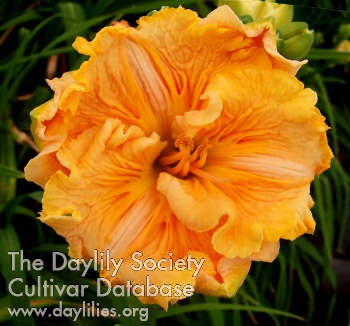 Pleated Pumpkin AHS image