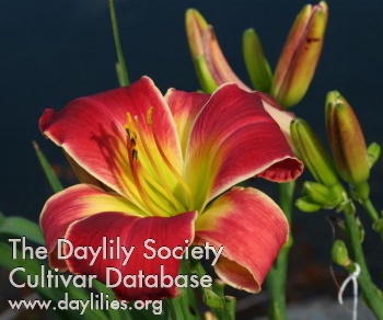 Whip City Sassie Lassie AHS image