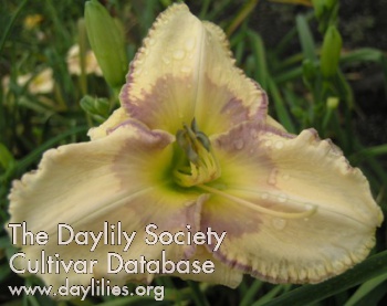 Lavender Dollop AHS image