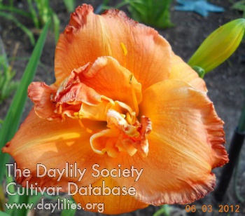 D'Ville Double Trouble AHS image