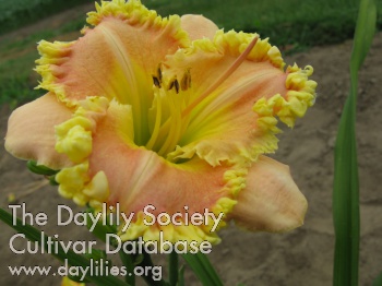 Phyllis Mitchell AHS image