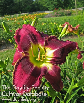 Ron Azzanni AHS image