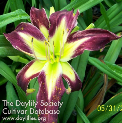 Pinebelt Green Star AHS image