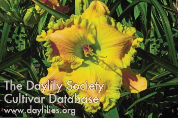 Whopping Green Edge AHS image