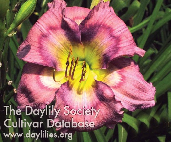 Kaleidoscope Lavender Pattern AHS image