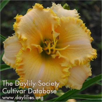 Golden Spike AHS image