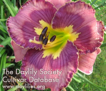 Waggle Dance AHS image