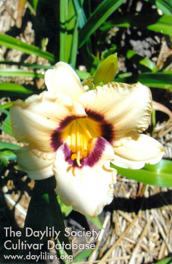 Bee's Mike Baker AHS image