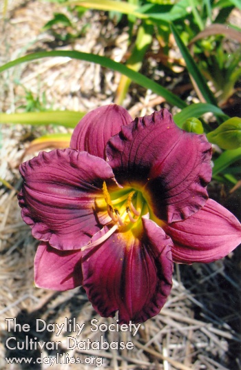 Bee's Mark Oehler AHS image