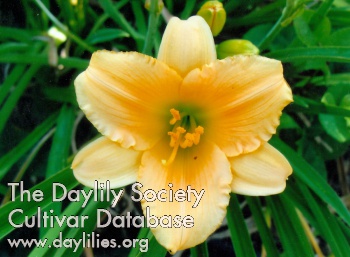 Bee's Dennis Klopenstein AHS image