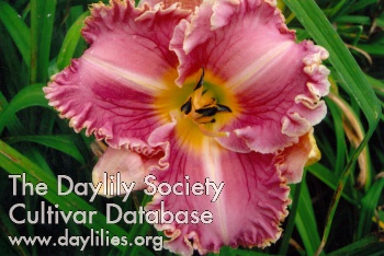 Bee's Linsey Bohde AHS image