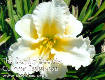 Bee's Rebecca Jane AHS image