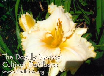 Bee's Moll AHS image