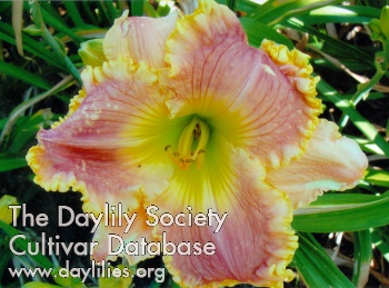 Bee's Carol Daly AHS image