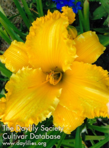Bee's Dylan AHS image