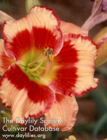 Bee's William J. Daly AHS image